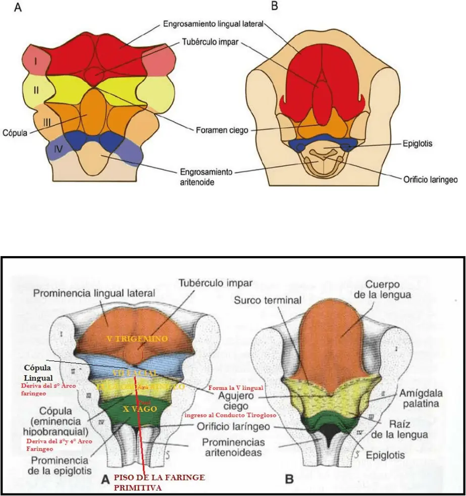 embriologia cabeza y cuello ferrari - Cómo inicia la formación de la cara