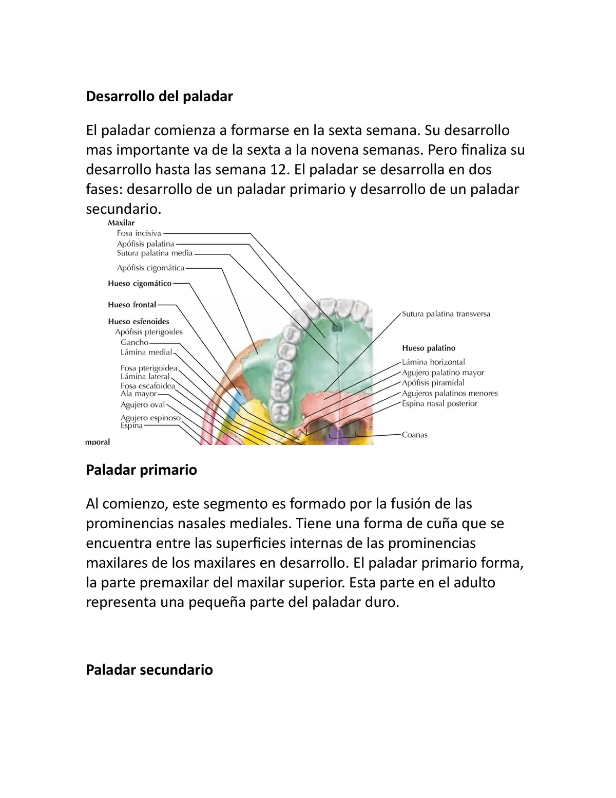 desarrollo del paladar gomez ferrari - Cómo se da el desarrollo embrionario del paladar