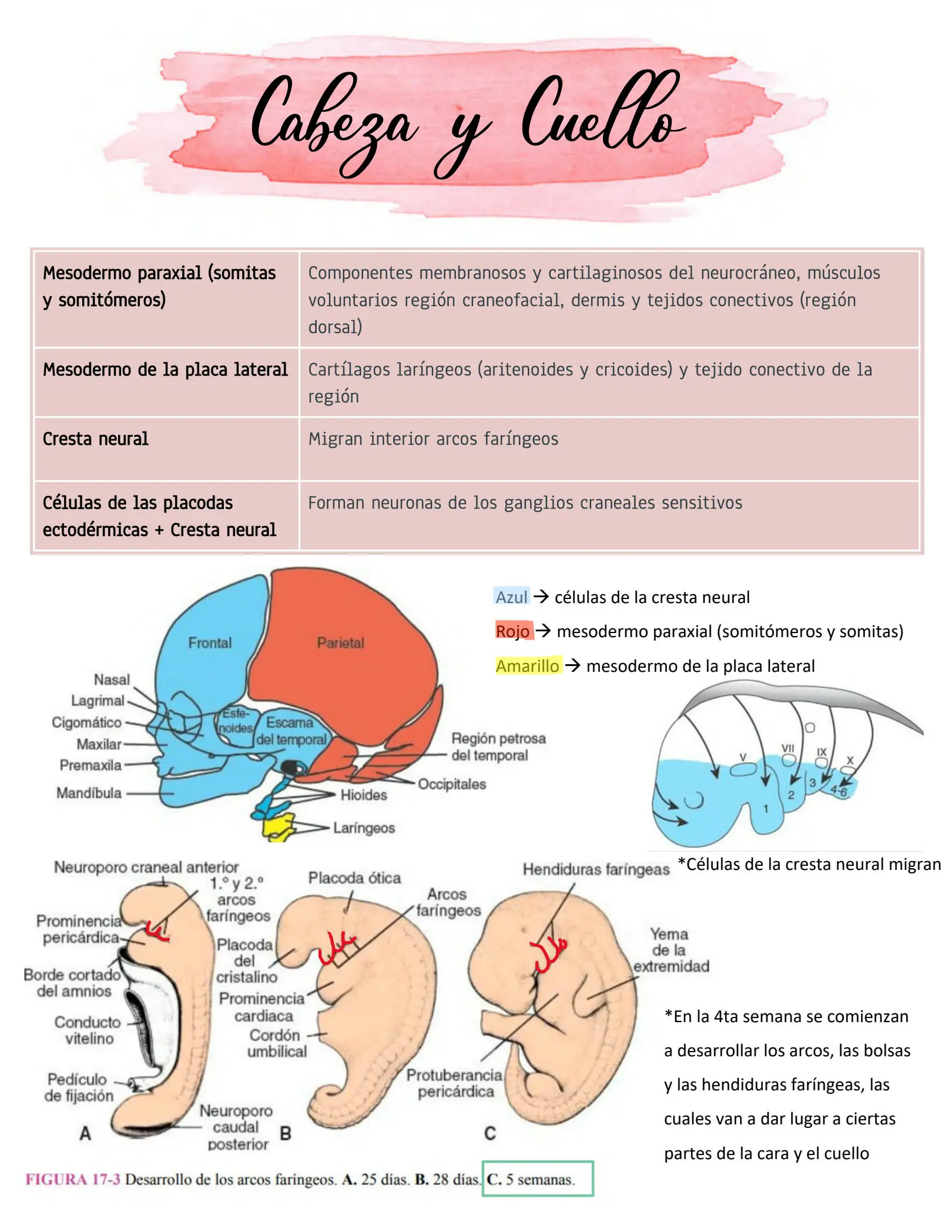 embriologia cabeza y cuello ferrari - Cómo se forma el cuello Embriologia