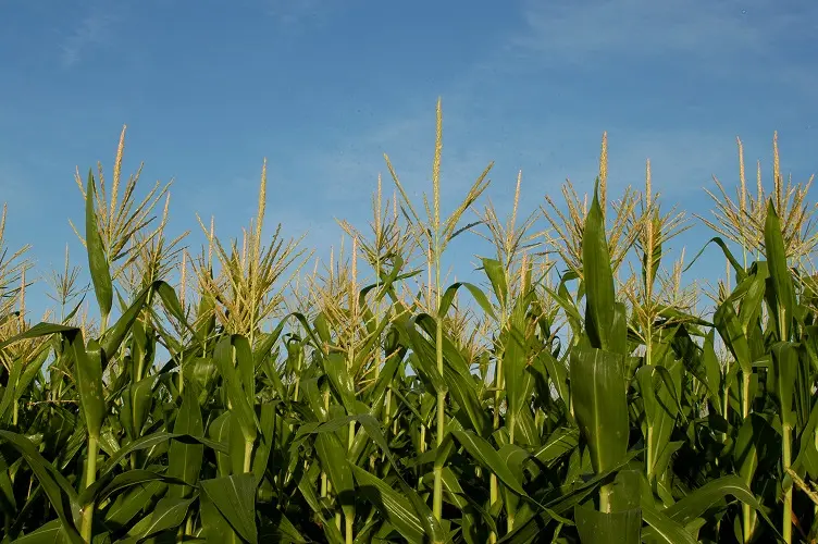 brechas de rendimiento en maiz gustavo ferraris - Cuál es el rendimiento promedio del maíz