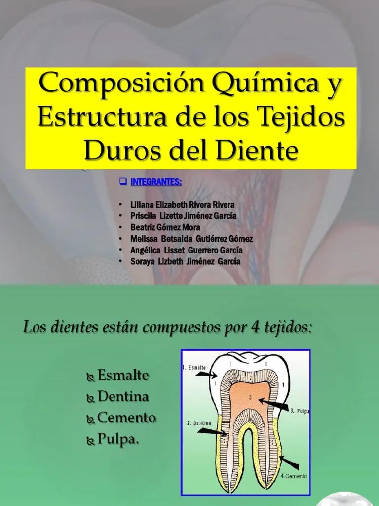 esmalte dental gomez de ferraris - Cuáles son los tipos de esmalte dental