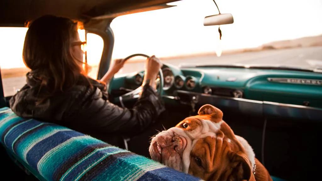 perro maneja ferrari - Cuántas horas de viaje en carro aguanta un perro