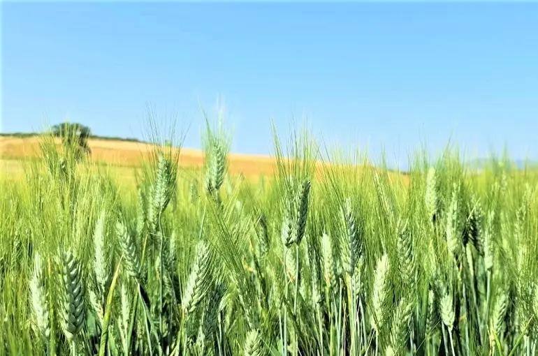 calculo de fertilizaciòn en trigo ferrari - Cuánto fertilizante requiere el trigo