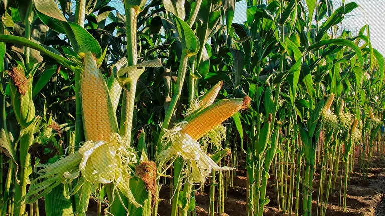 brechas de rendimiento en maiz gustavo ferraris - Cuánto rinde el maíz en Argentina