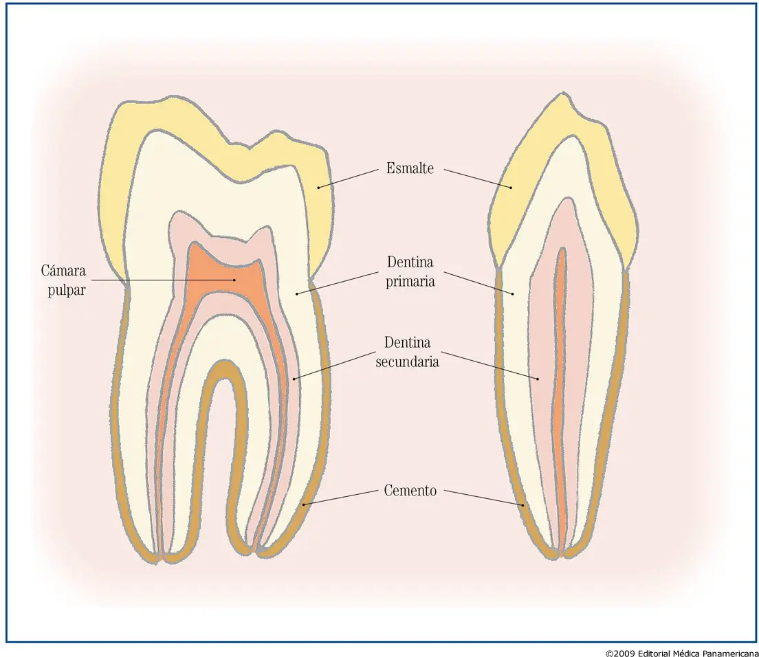 dentina terciaria gomez de ferraris - Cuánto tarda en formarse la dentina terciaria