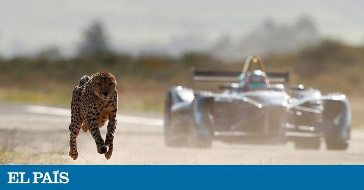 guepardo vs ferrari - Cuánto tarda un guepardo de 0 a 100