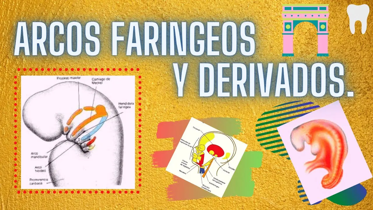 Tercer arco faríngeo Gómez de Ferraris - Cuántos arcos Faringeos se forman tercer arco faringeo gomez de ferraris - Cuántos arcos Faringeos se forman