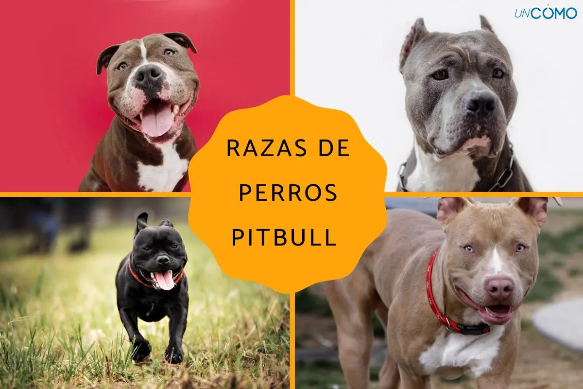 ferrary lowrider gangster perro bully - Cuántos tipos de perros pitbull hay
