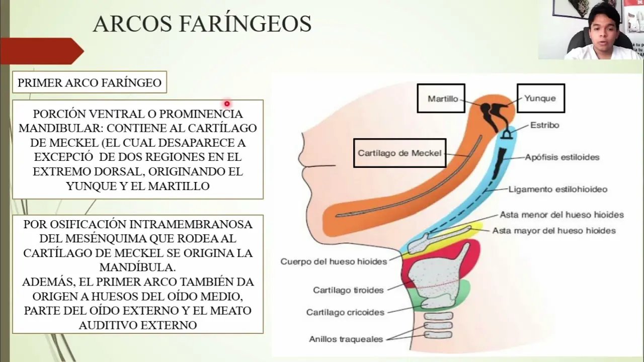 embriologia cabeza y cuello ferrari - Qué es la embriologia de cabeza y cuello