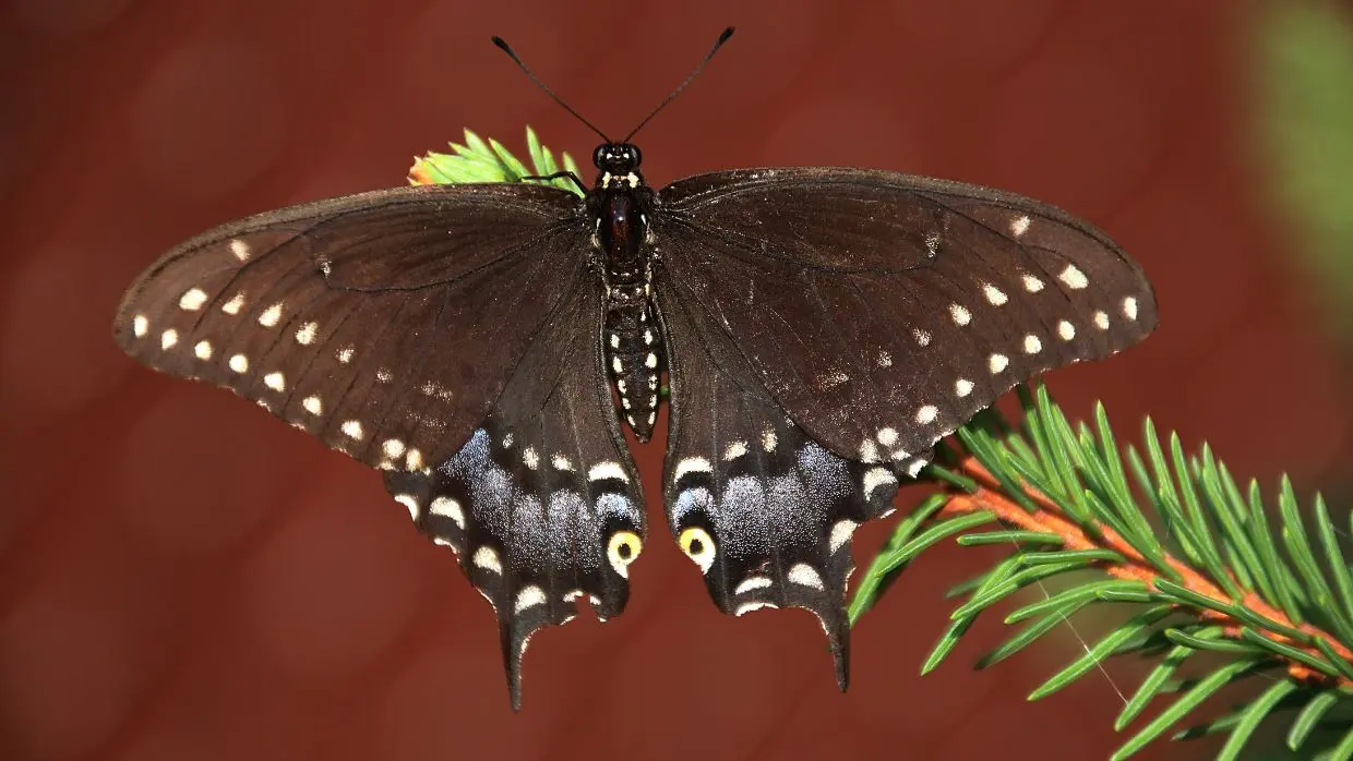 mariposas negras nina ferrari - Qué hacer si se encuentra una mariposa negra