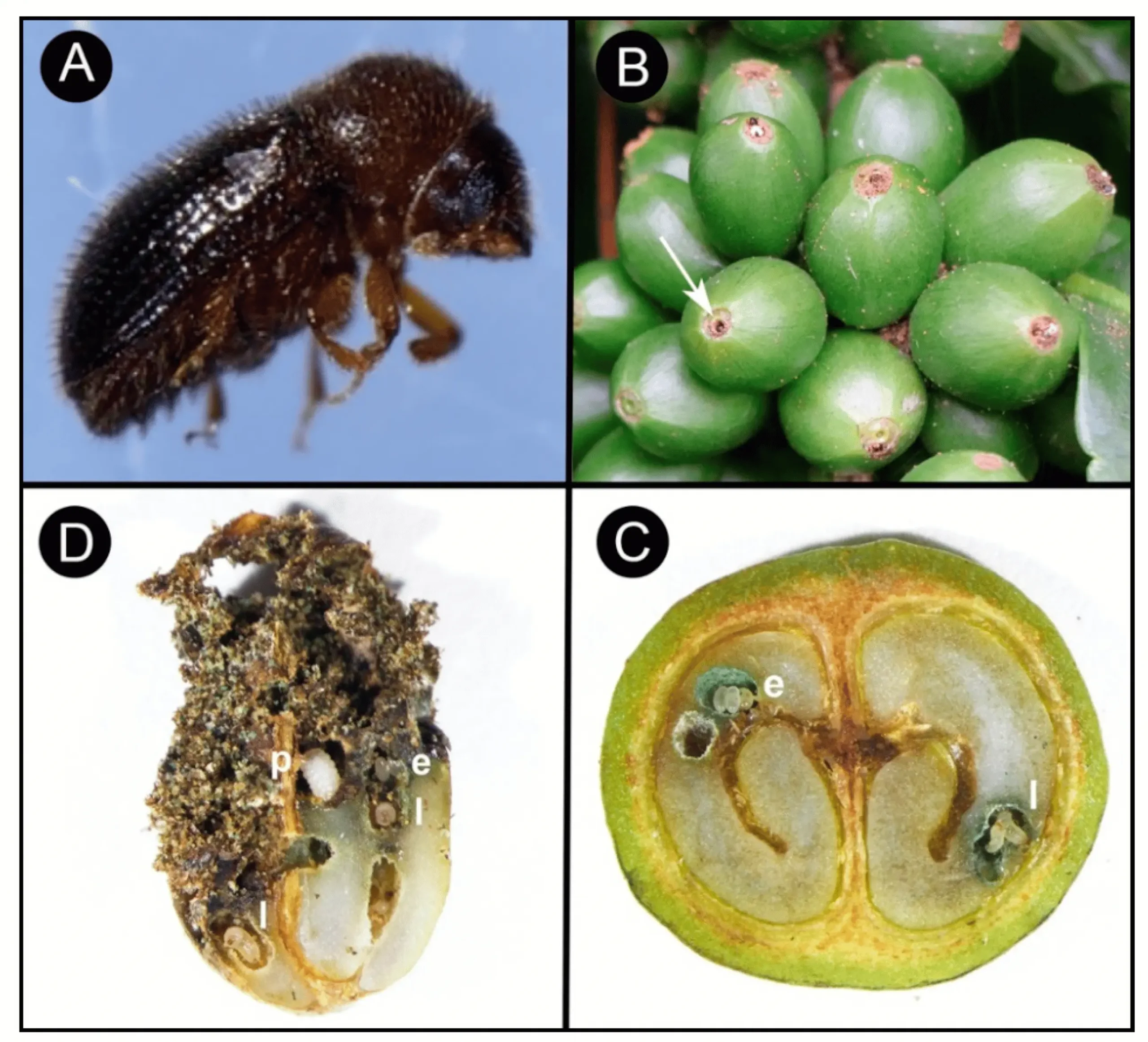 hypothenemus hampei ferrari - Qué insecticida mata la broca del café