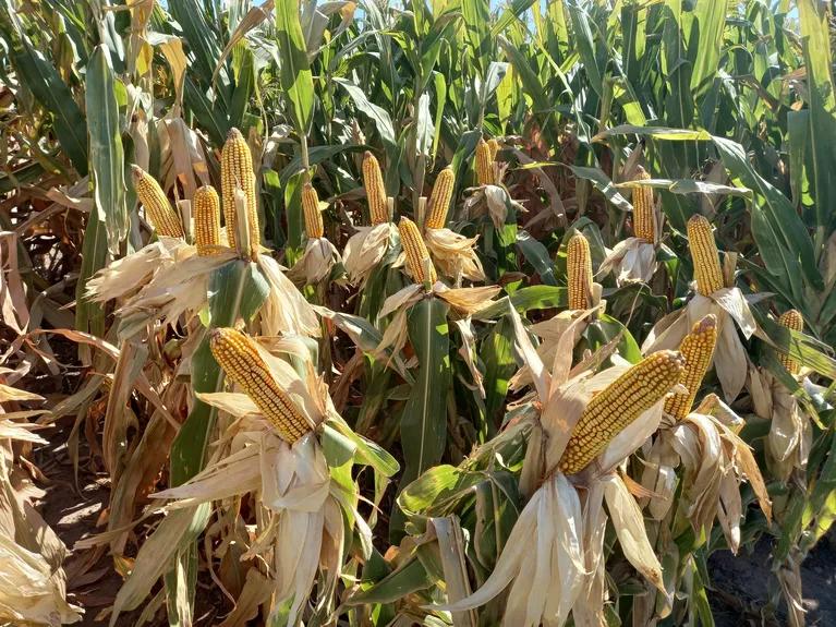 brechas de rendimiento en maiz gustavo ferraris - Qué rendimiento tiene el maíz por hectárea