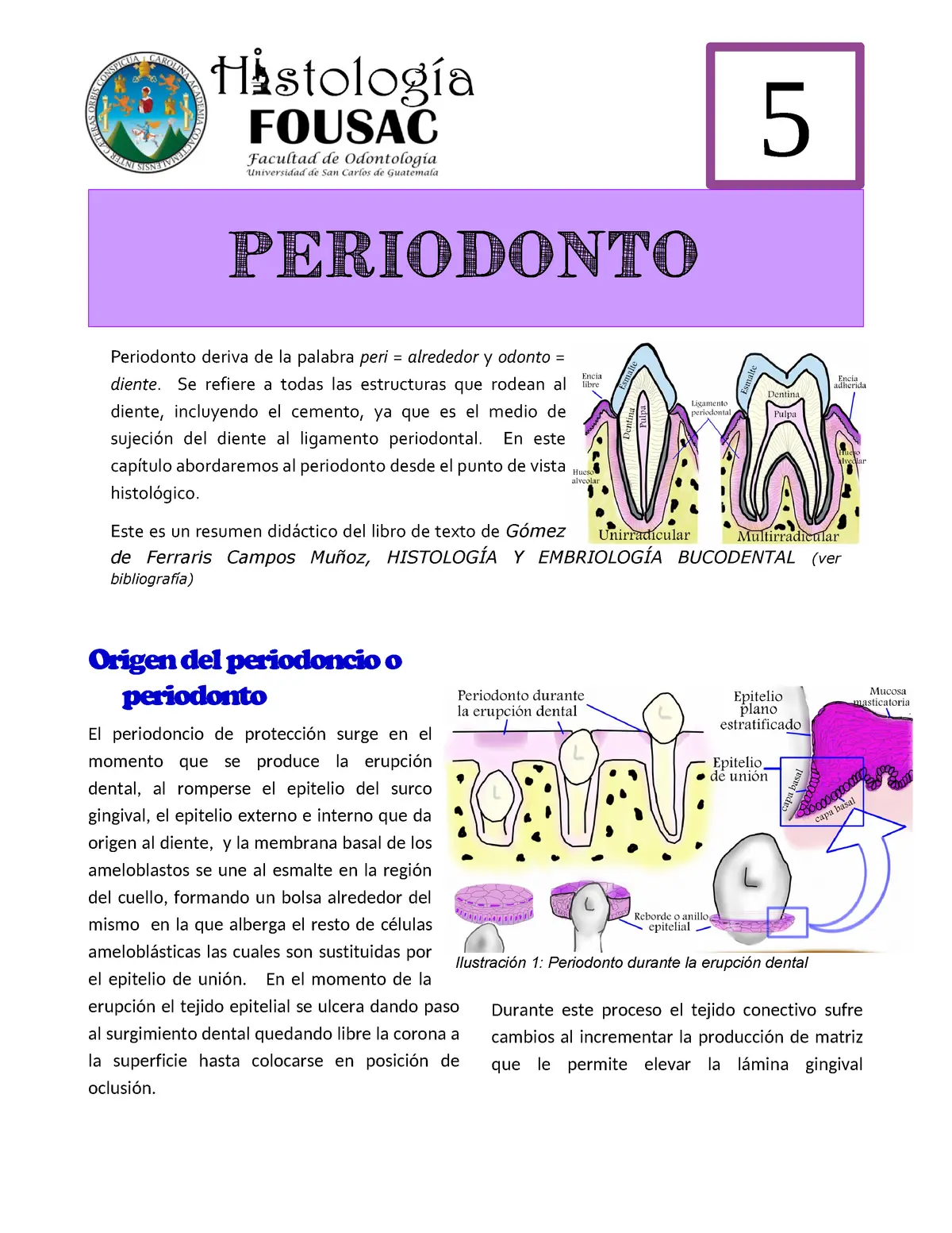 Fibras periodontales Gómez de Ferraris - Qué son las perlas de Serres fibras periodontales gomez de ferraris - Qué son las perlas de Serres
